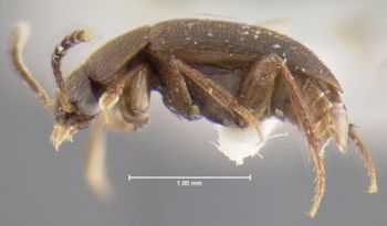 Media type: image;   Entomology 32005 Aspect: habitus lateral view